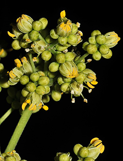 corktree flower