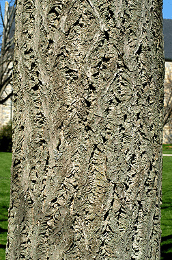 corktree bark