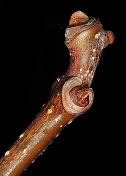 corktree bud