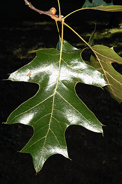 black oak leaf