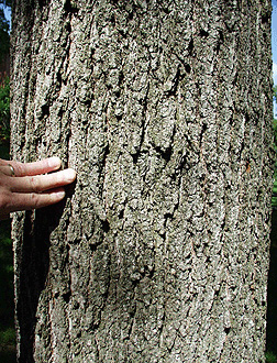 black oak bark