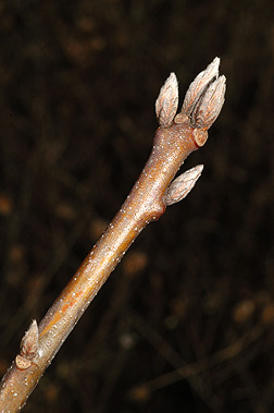 black oak bud