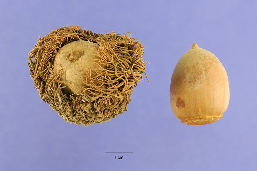 bur acorn