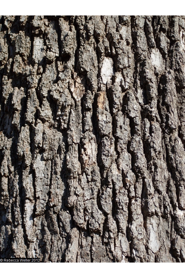 bur bark