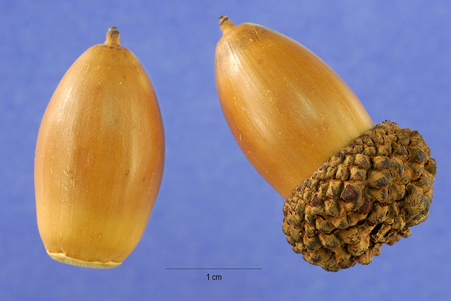 white oak acorn