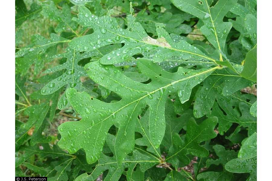 white oak leaf