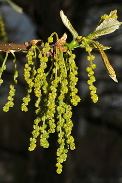 swamp white oak reproductive parts