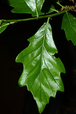 swamp white oak leaf