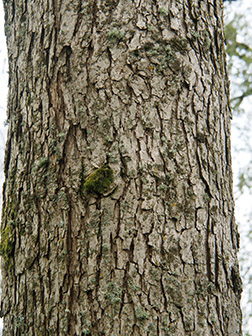 swamp white oak bark