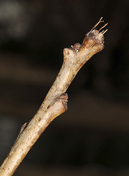 swamp white oak bud