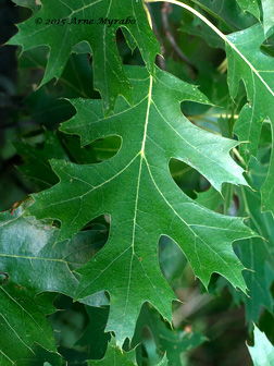 pin oak leaf