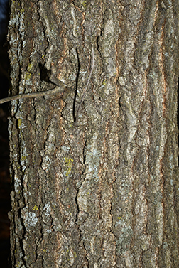 pin oak bark