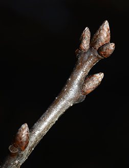 pin oak buds