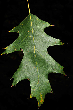 northern red leaf