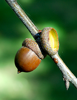 northern red acorn