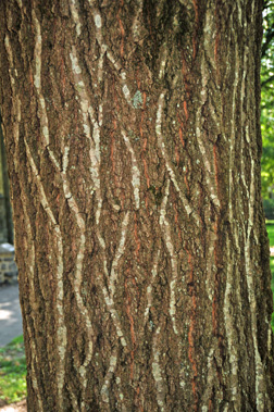 northern red bark