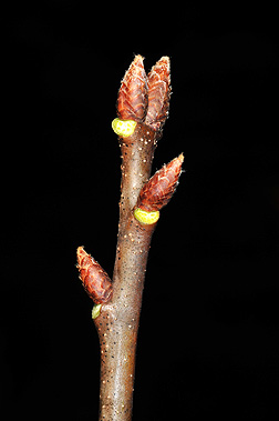 northern red bud