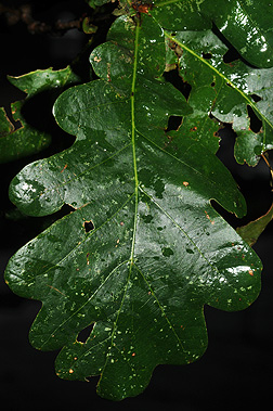 english oak leaf