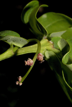 english oak flower