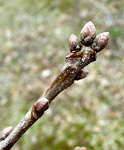 english oak bud