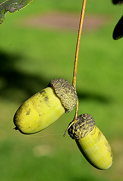 english oak acorn