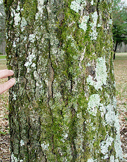 english oak bark