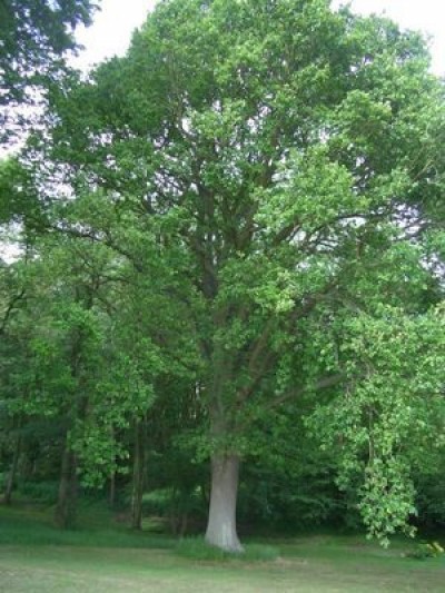 heritage oak form