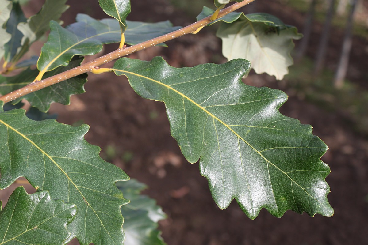 heritage oak leaf