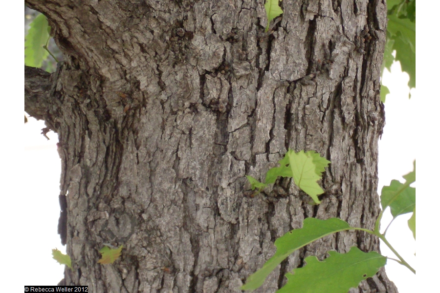 chinkapin oak bark