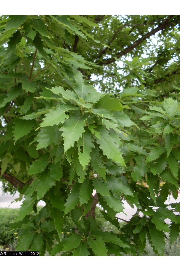 chinkapin oak leaf