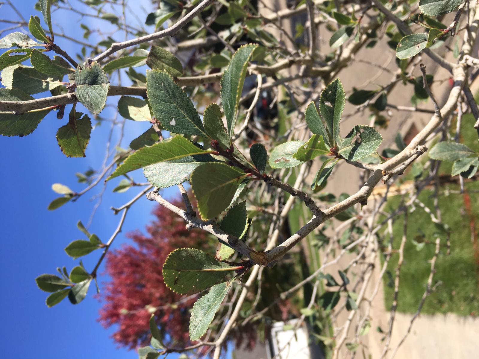 hawthorne leaf and bud