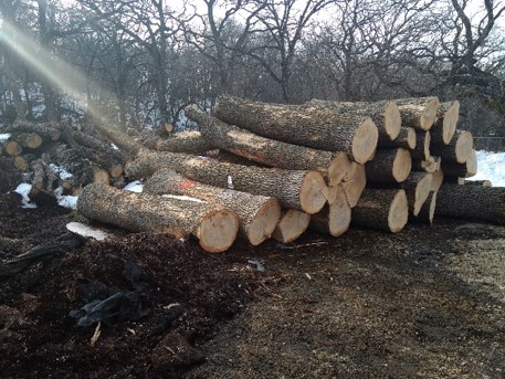 Ash logs for milling