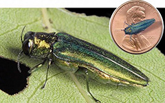 An emerald ash borer.