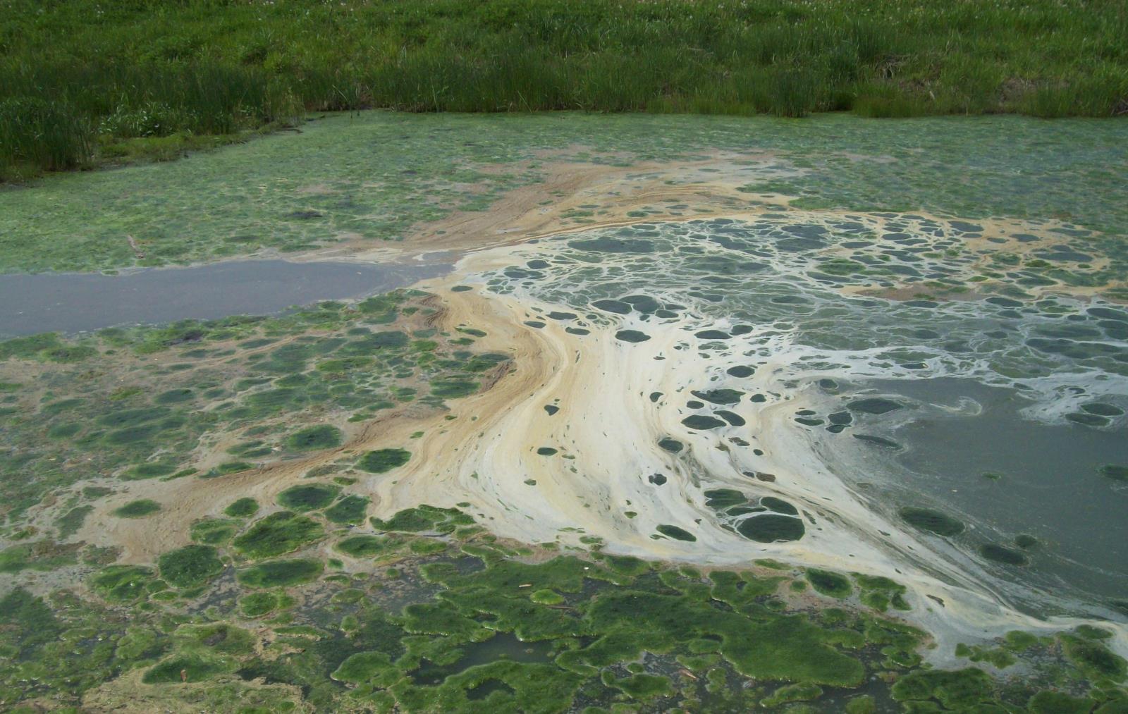 ALGAL CLOSE UP 50TH AVE POND